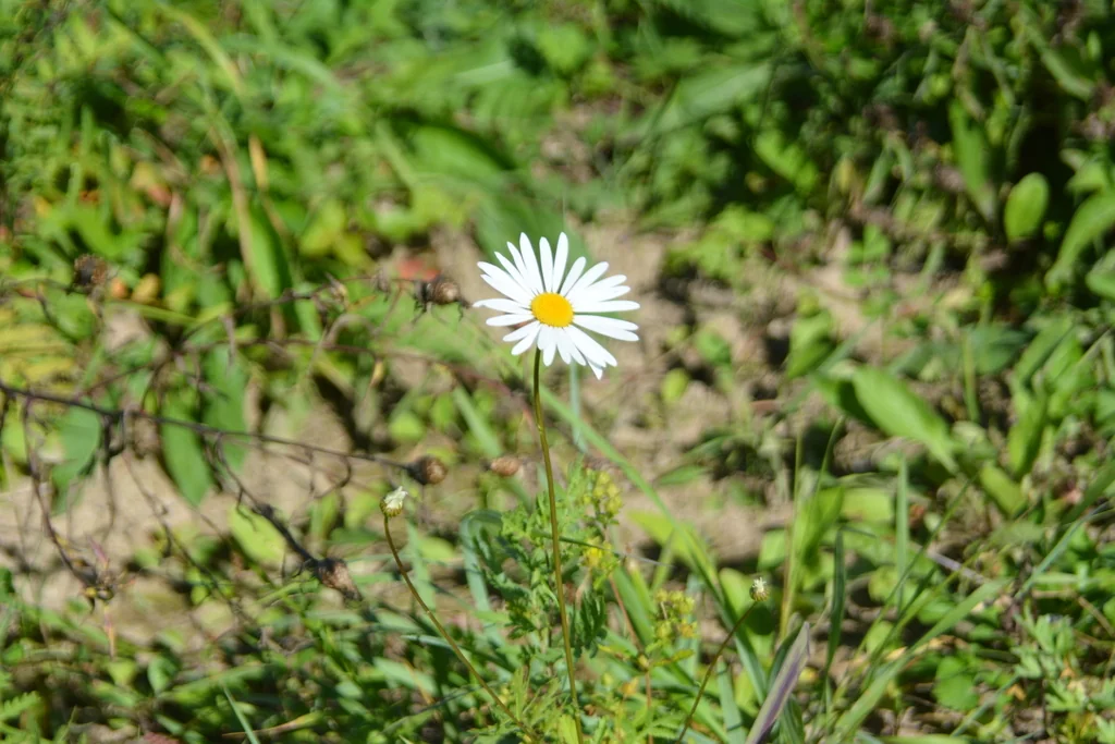Chrysanthemum Leucanthemum