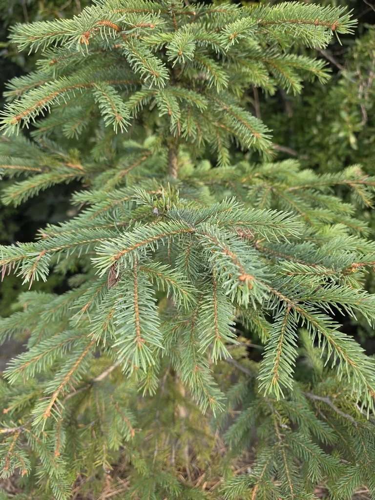 Picea Glauca