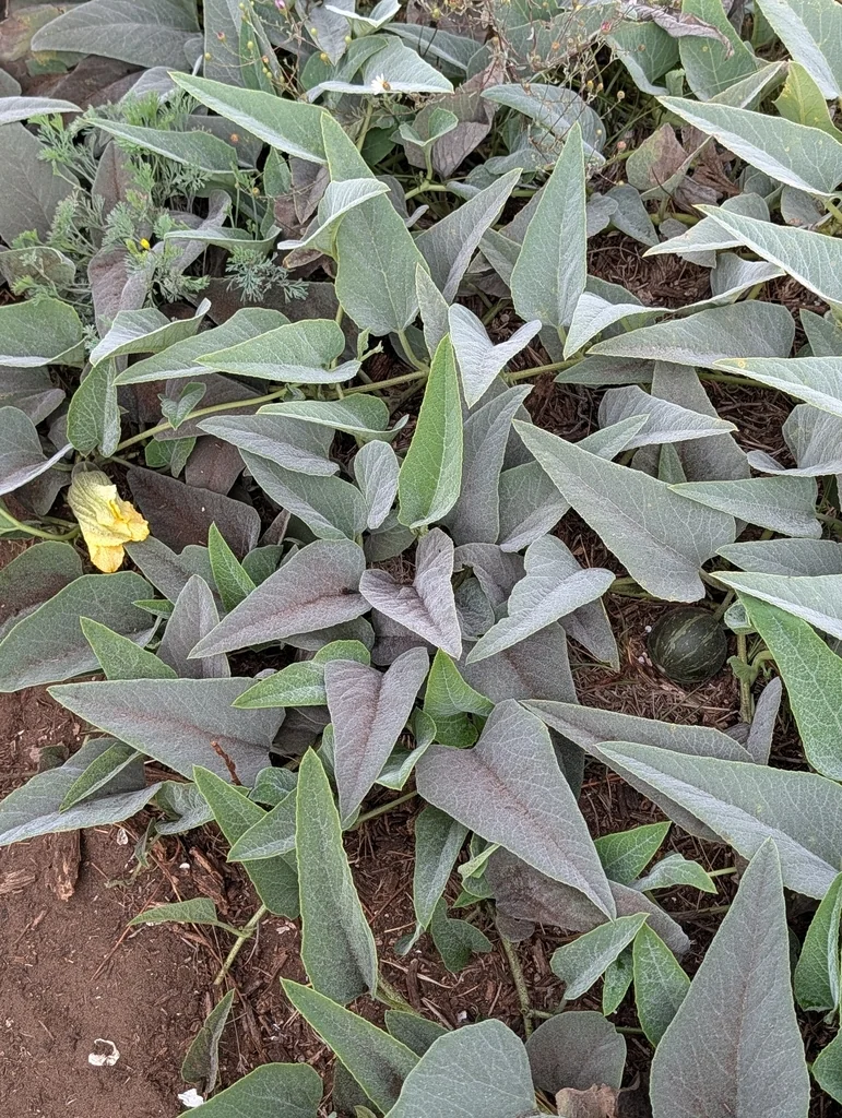 Cucurbita Foetidissima
