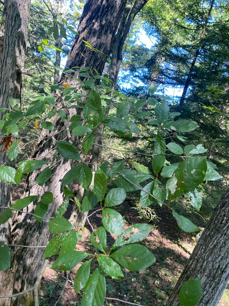 Nyssa Sylvatica