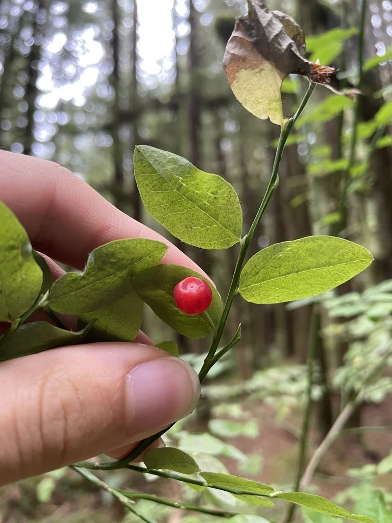 Vaccinium Parvifolium