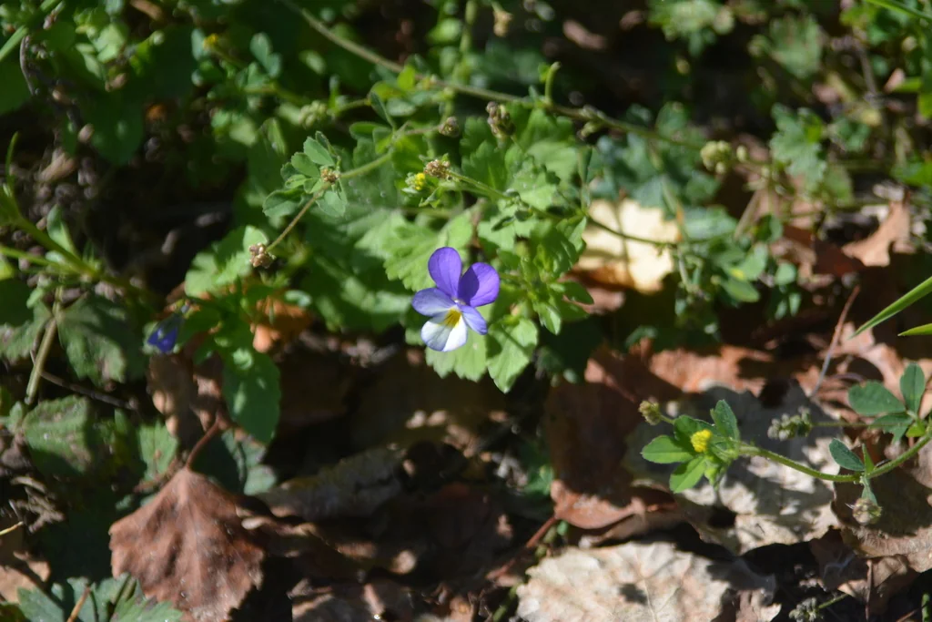Viola Tricolor