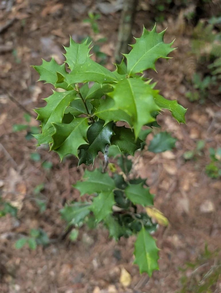 Ilex Opaca