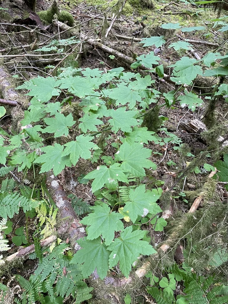 Acer Circinatum