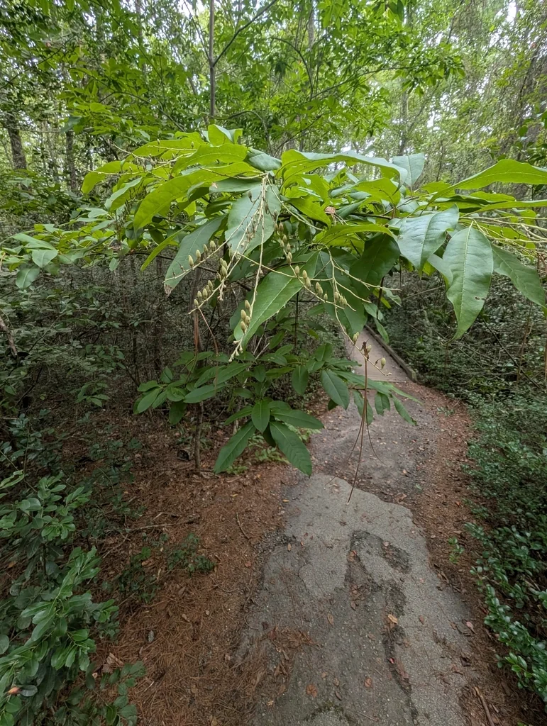 Oxydendrum Arboreum