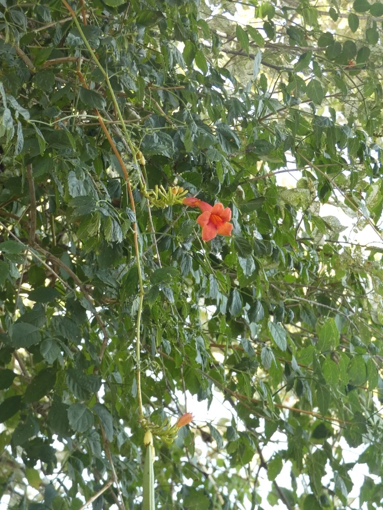 Campsis Radicans