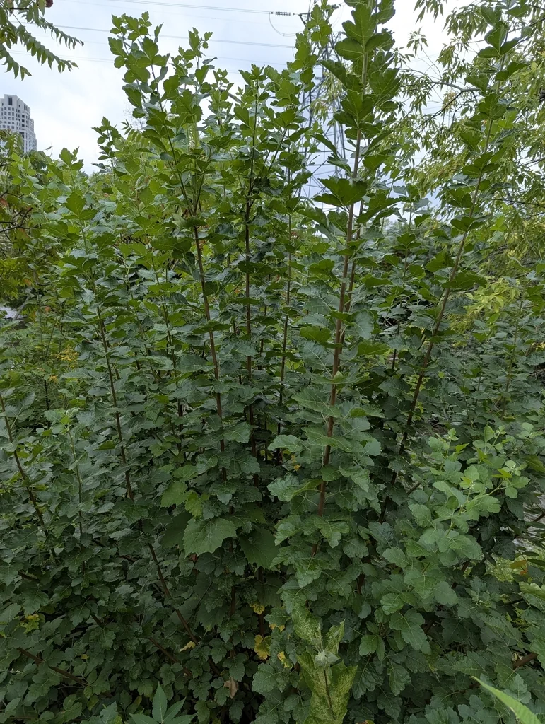 Rhus Aromatica