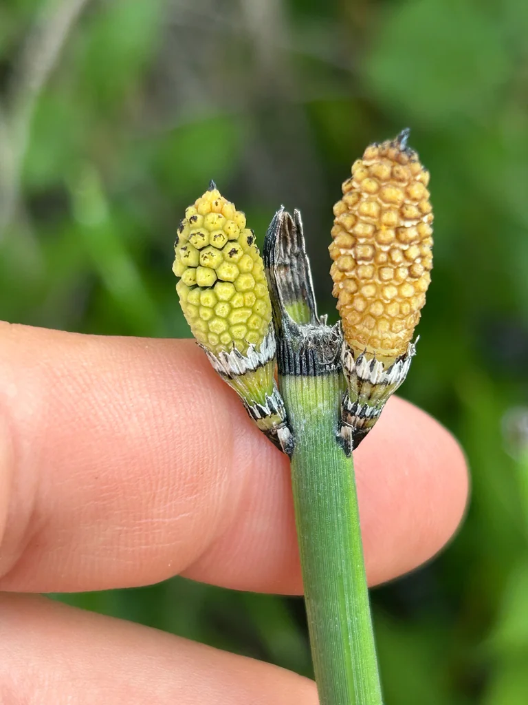 Equisetum Hyemale