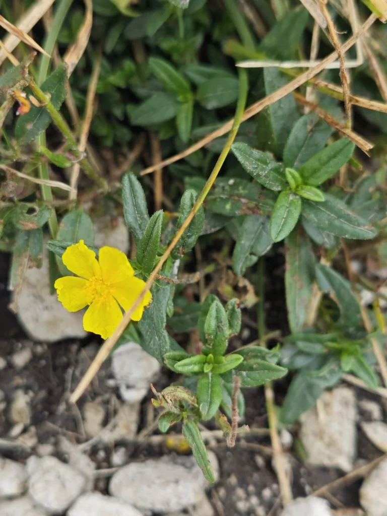 Helianthemum Nummularium