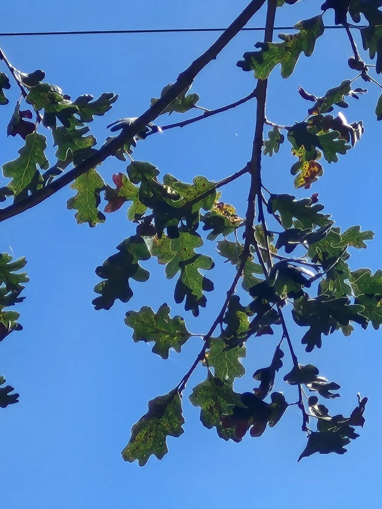 Quercus Lobata