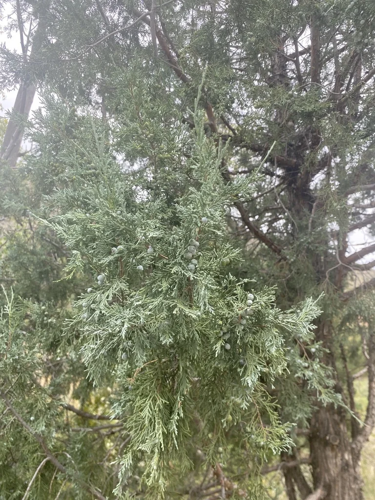 Juniperus Scopulorum