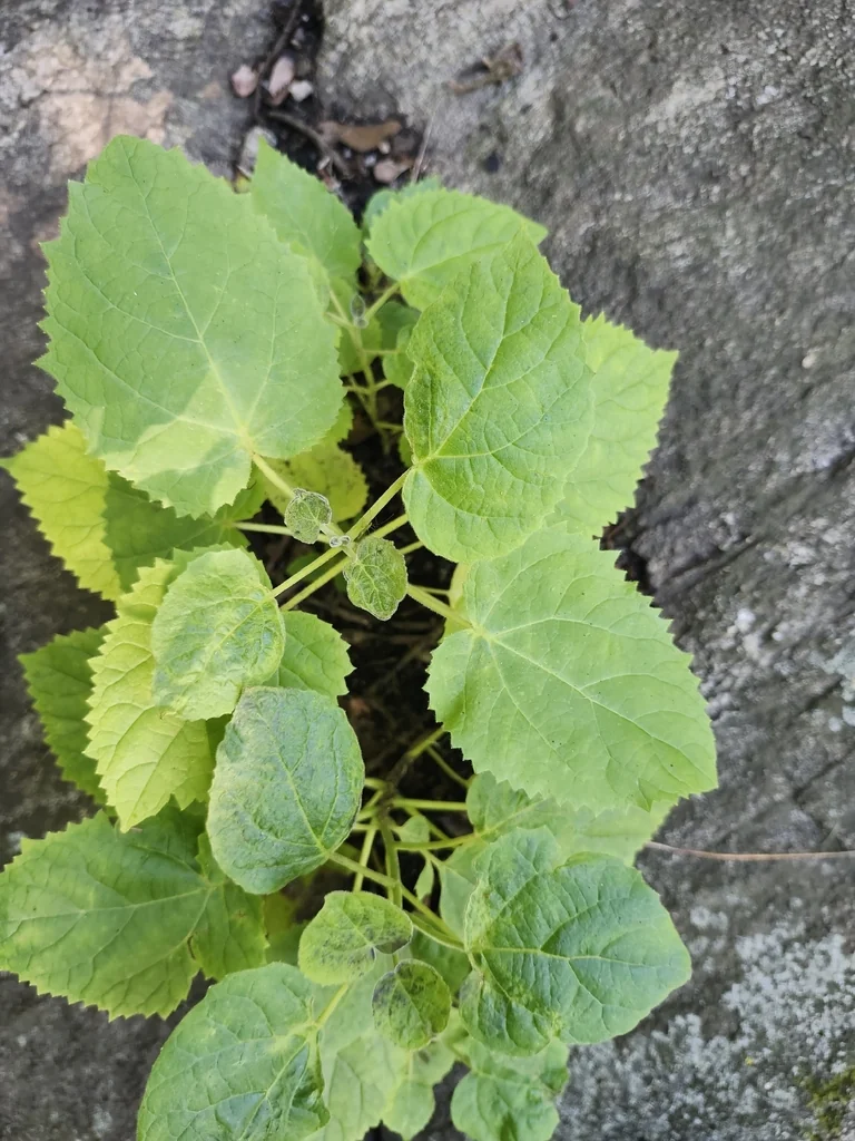 Paulownia Tomentosa