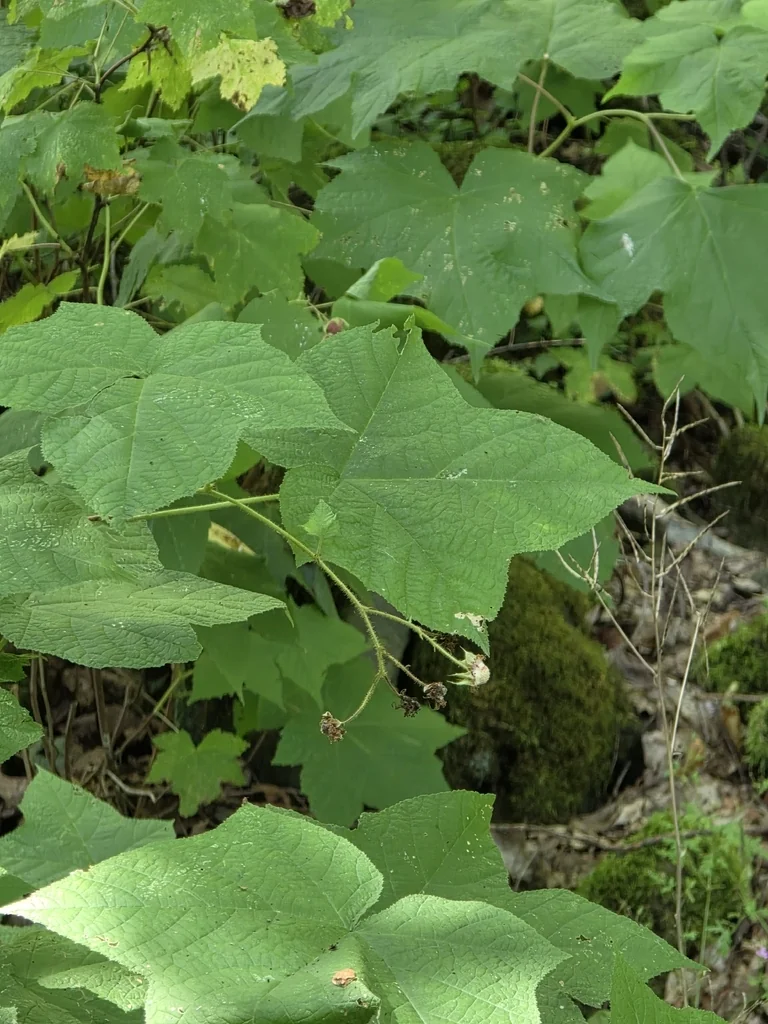 Rubus Odoratus