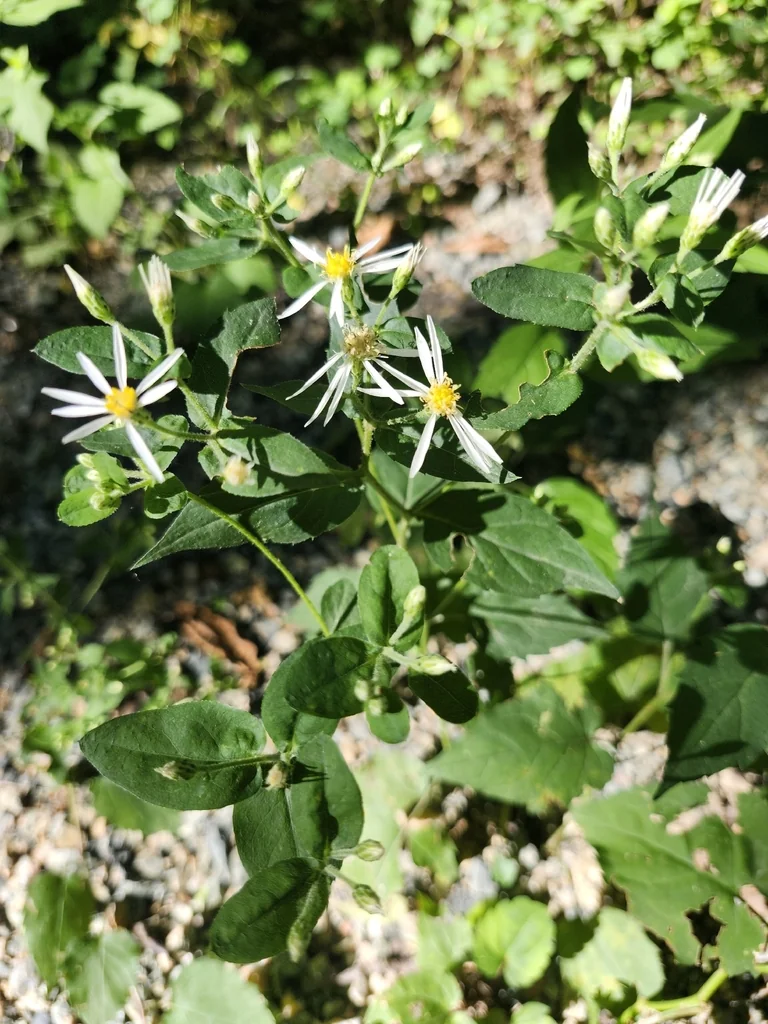 Eurybia divaricata
