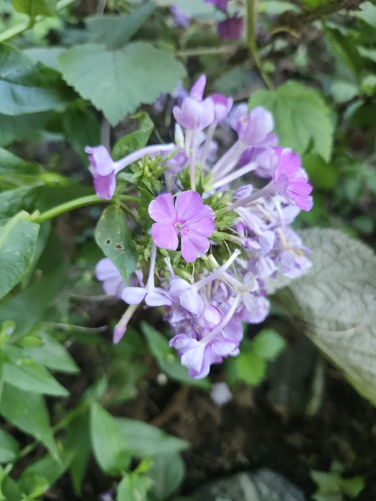 Phlox paniculata