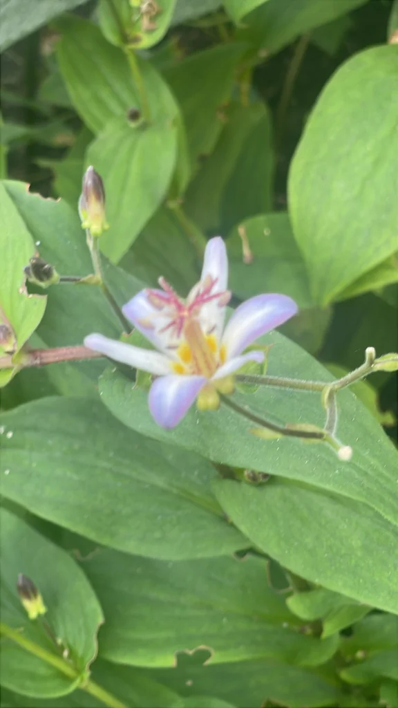 Tricyrtis Hirta