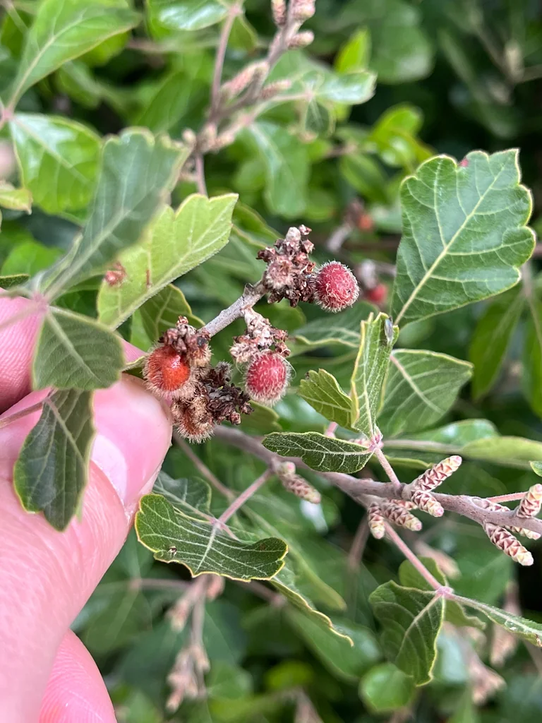 Rhus Aromatica