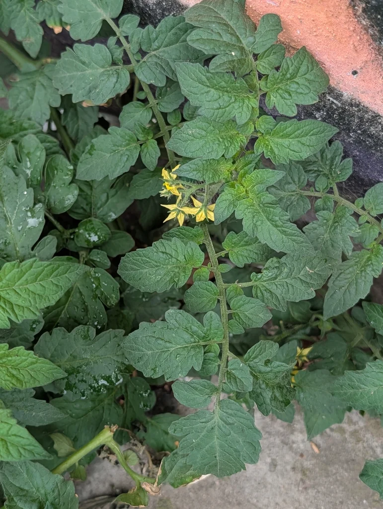 Solanum lycopersicum