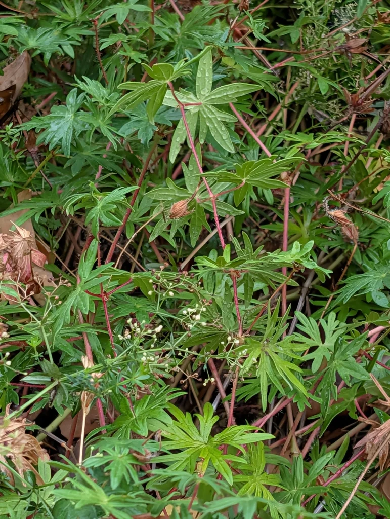 Geranium Sanguineum