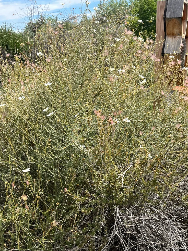 Fallugia Paradoxa