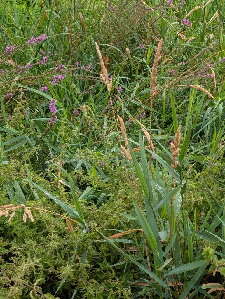 Phalaris Arundinacea Picta