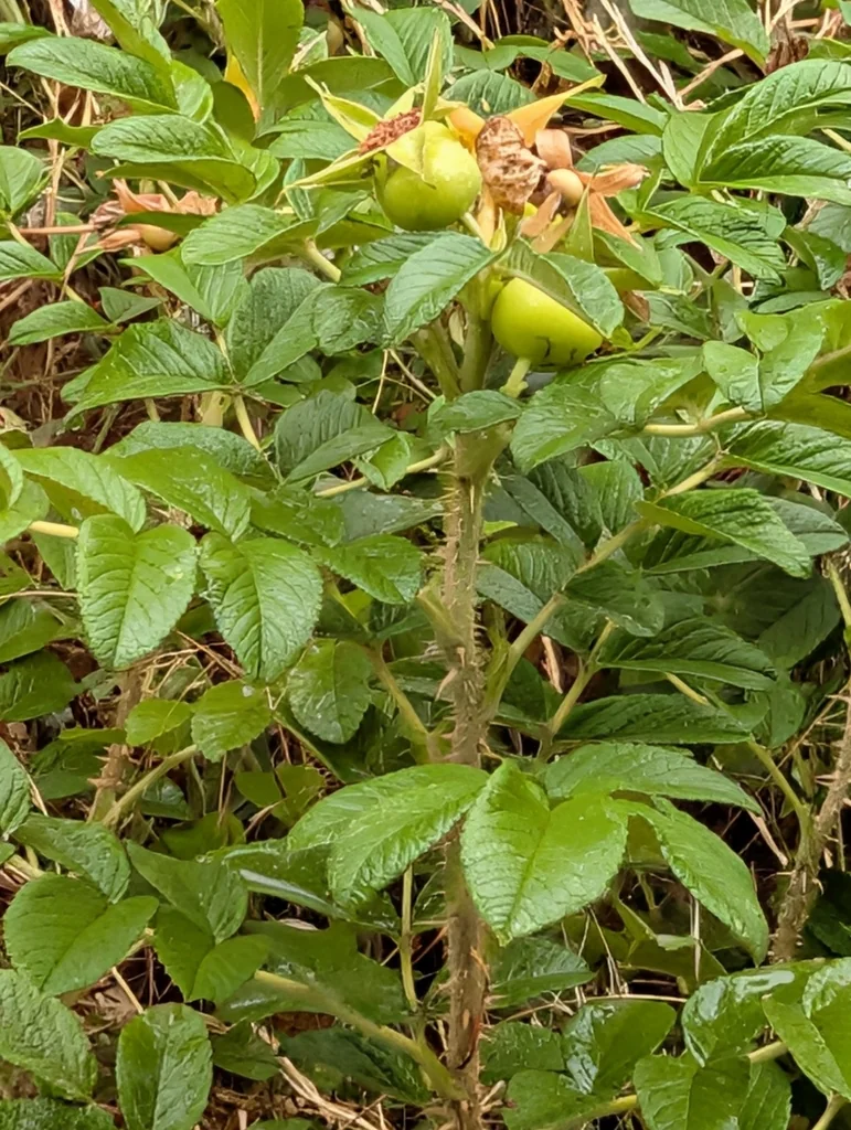 Rosa Rugosa