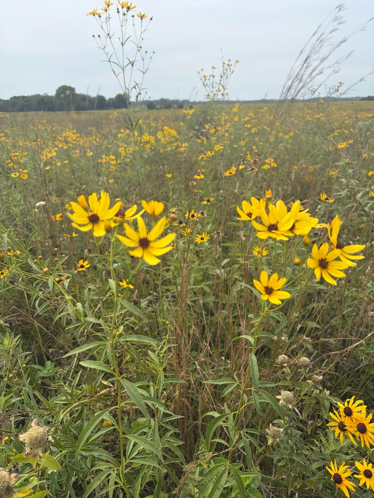 Coreopsis Tripteris
