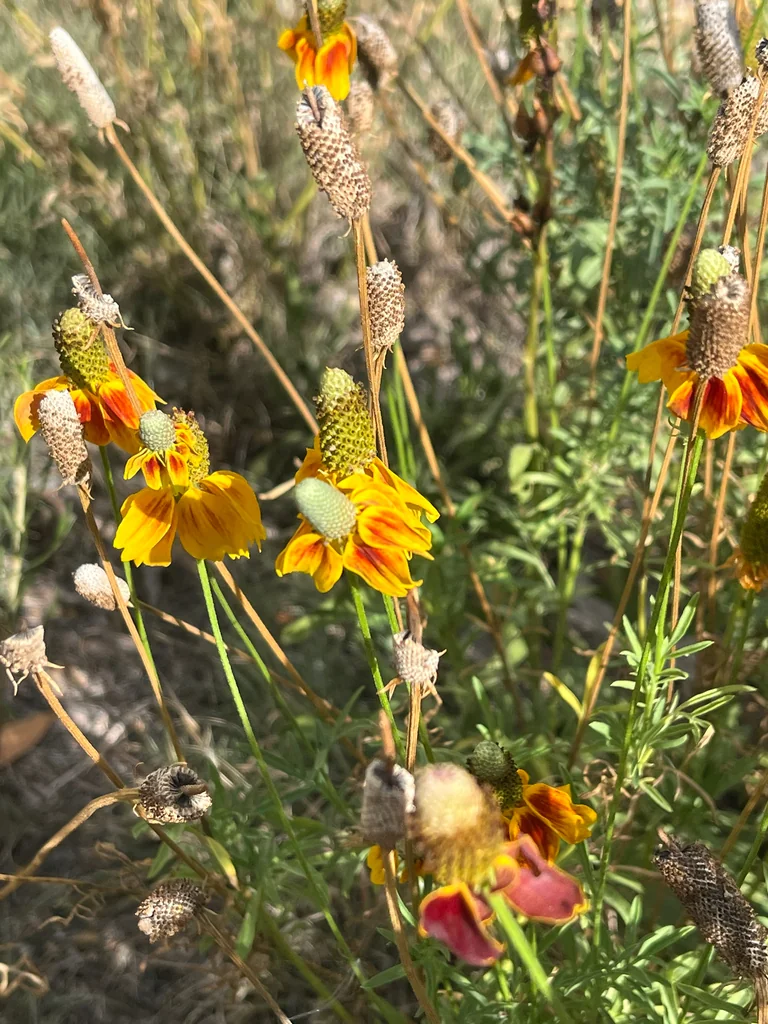 Ratibida Columnifera