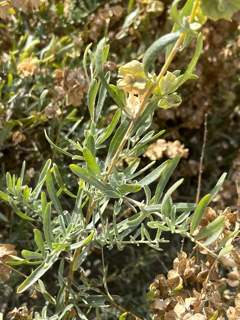 Atriplex Canescens