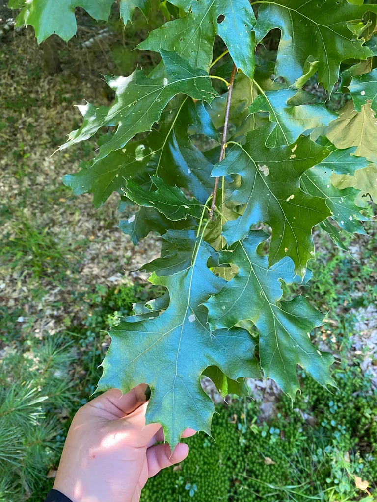 Quercus velutina