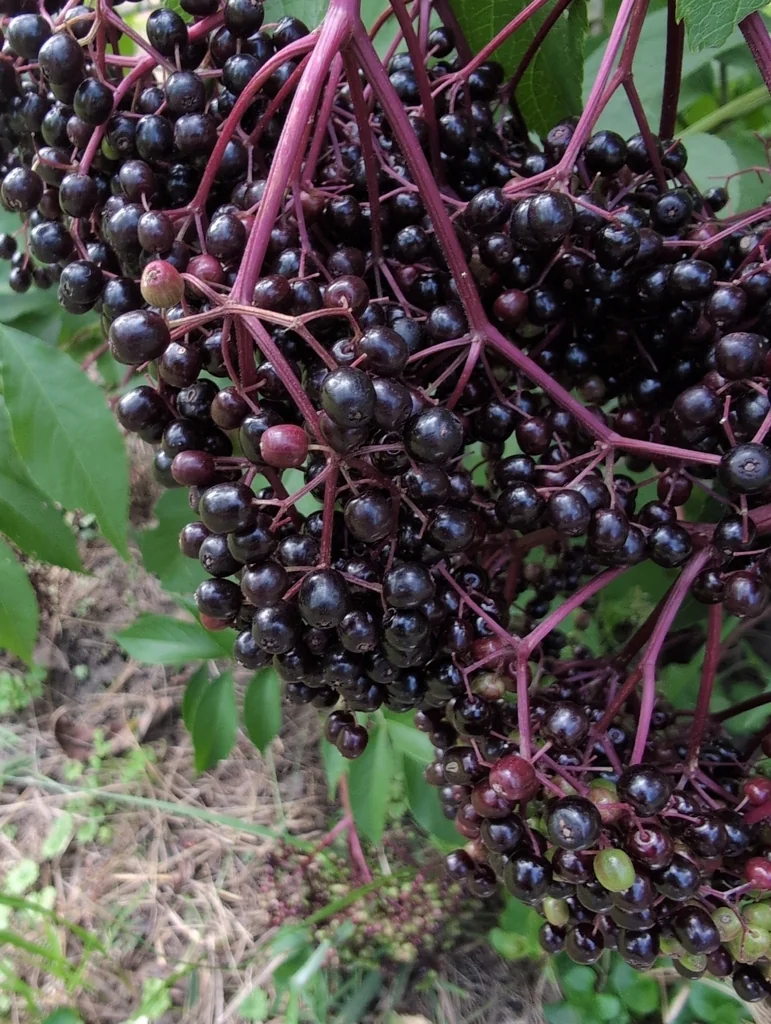 Sambucus Canadensis