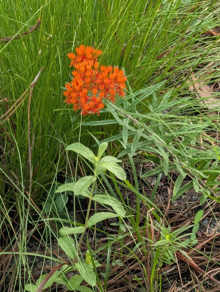 Asclepias Tuberosa