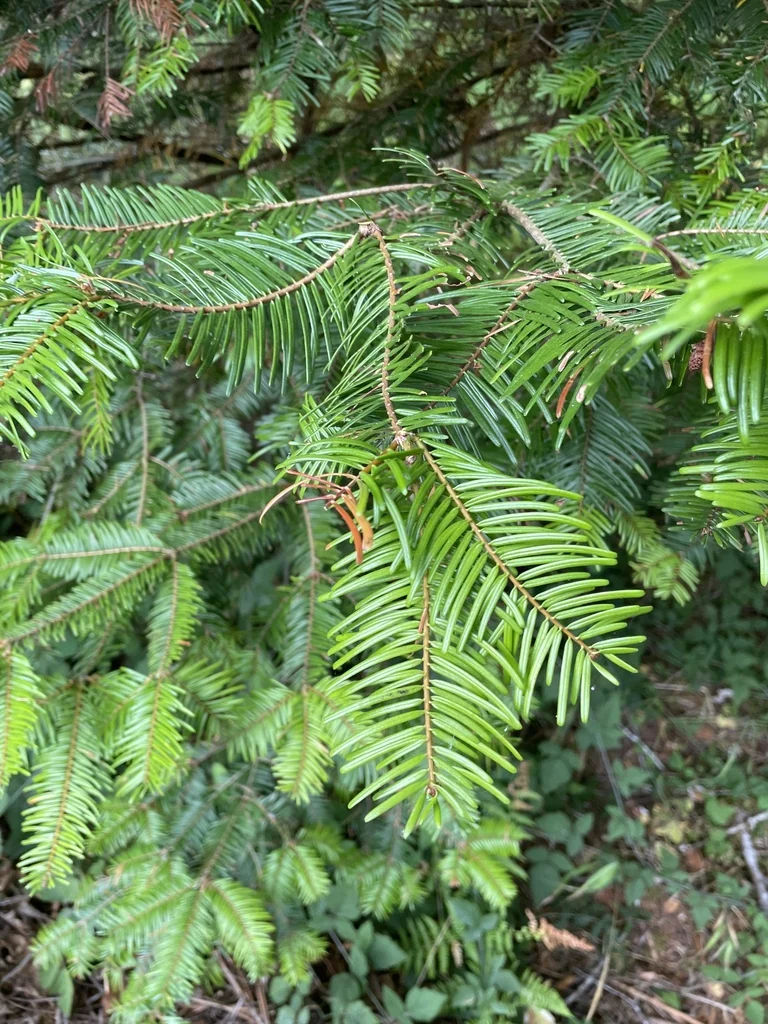 Abies Grandis