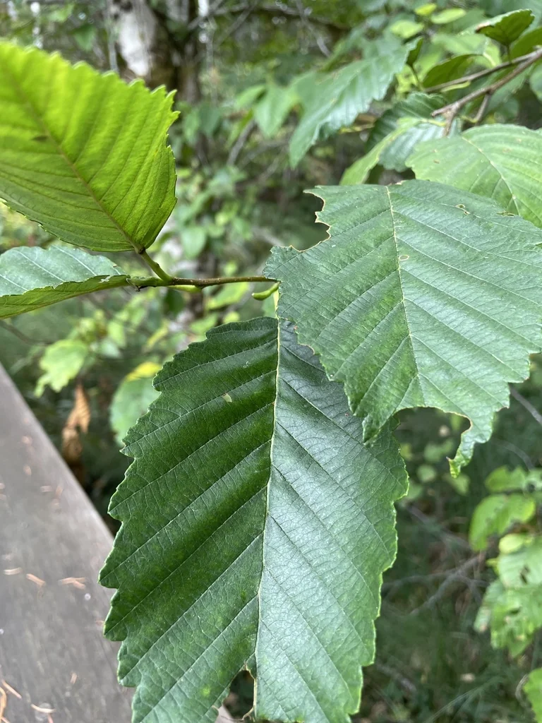 Alnus Rubra