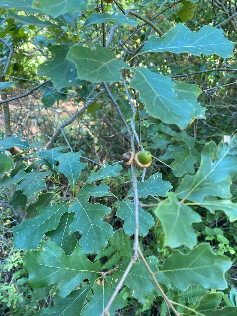 Quercus Ilicifolia
