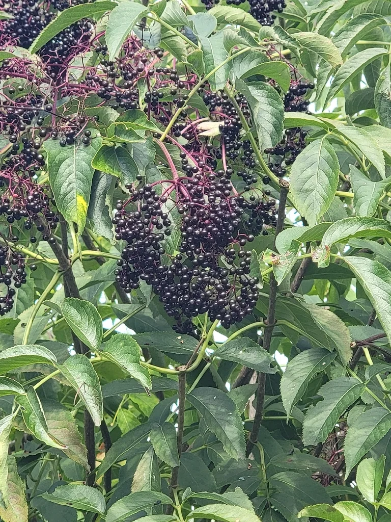 Sambucus Canadensis