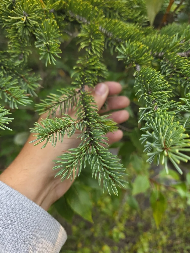 Picea Glauca