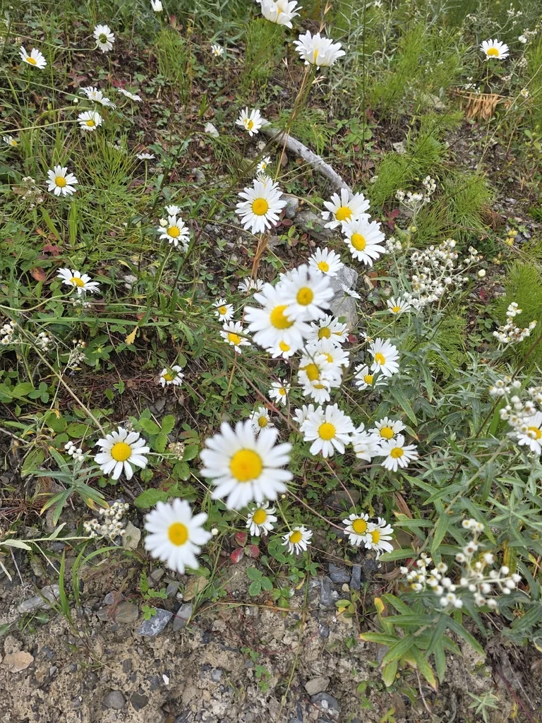Chrysanthemum Leucanthemum