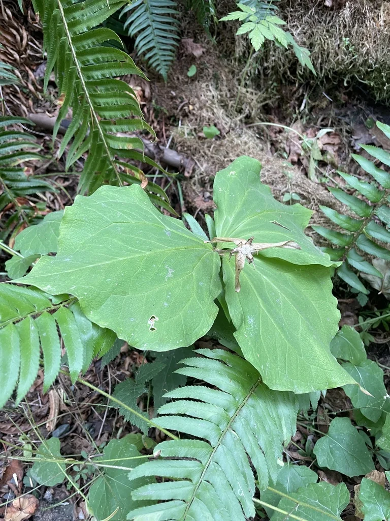 Trillium Ovatum