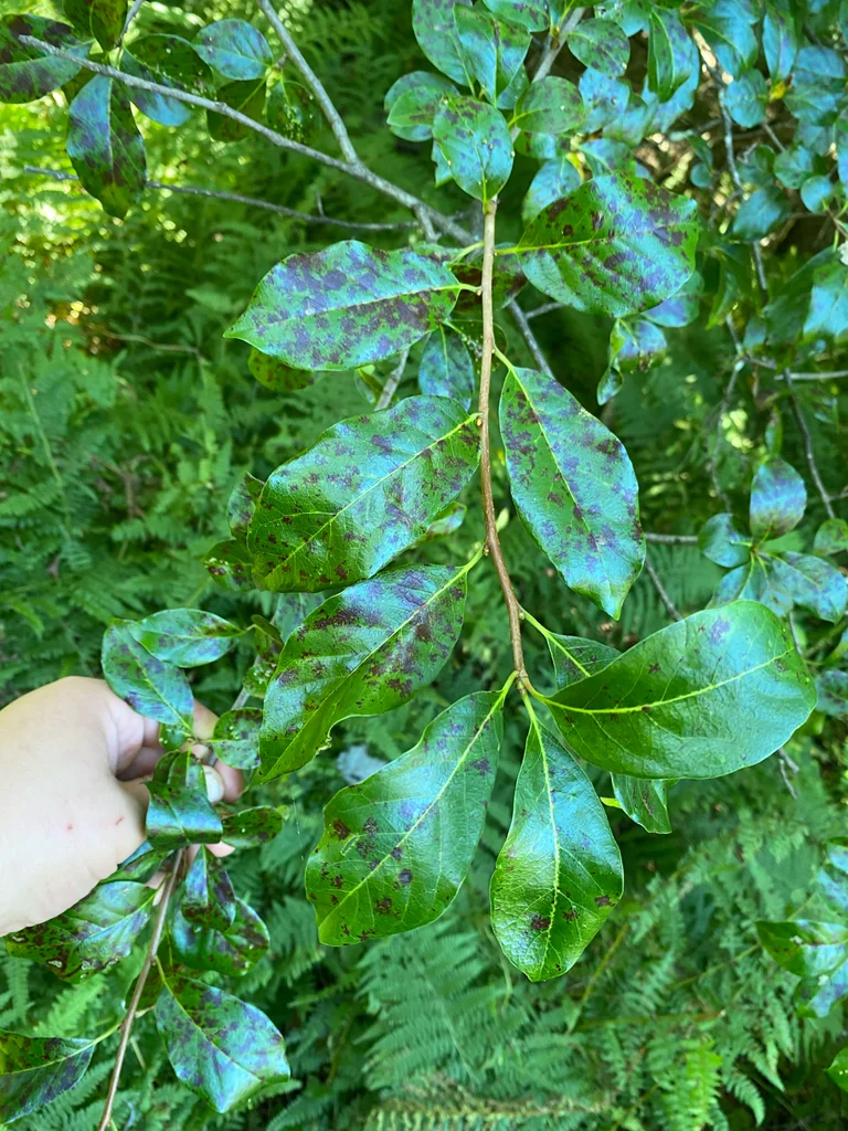 Nyssa Sylvatica