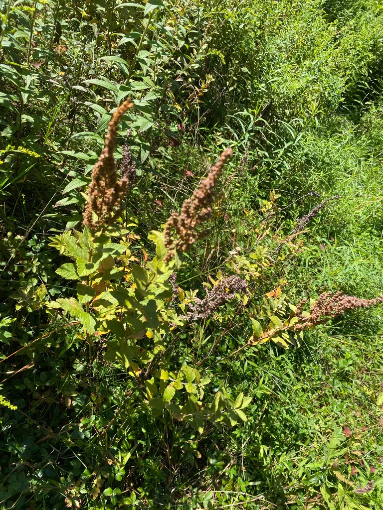 Spiraea Tomentosa