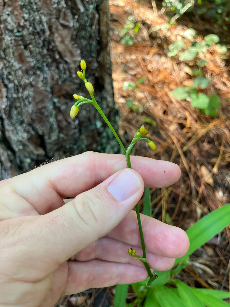 Dianella Ensifolia