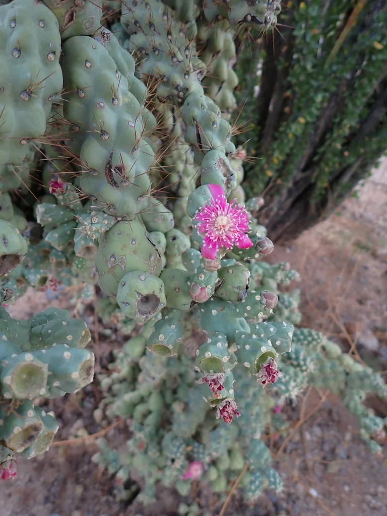 Opuntia Fulgida