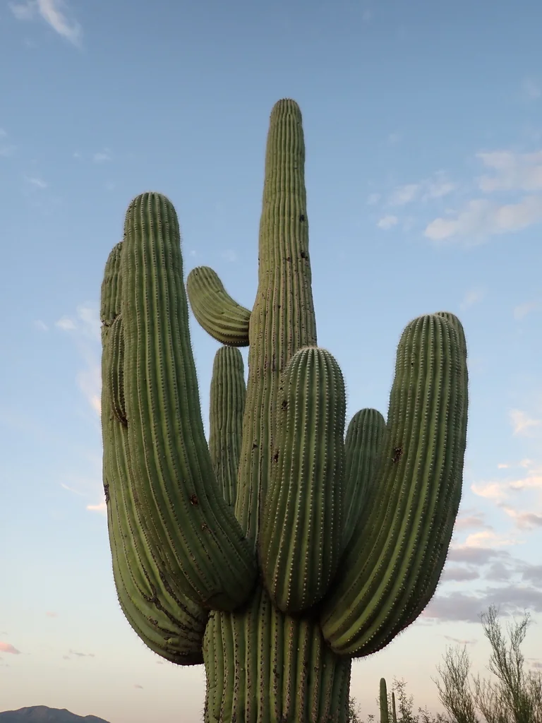Carnegiea Gigantea