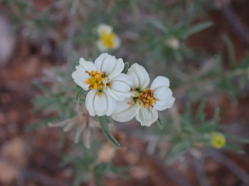 Zinnia Acerosa