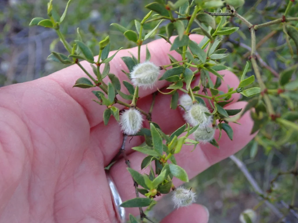 Larrea Tridentata