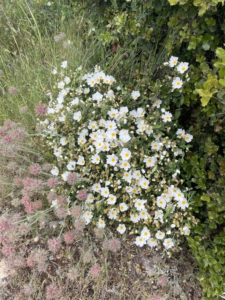 Cistus Salviifolius