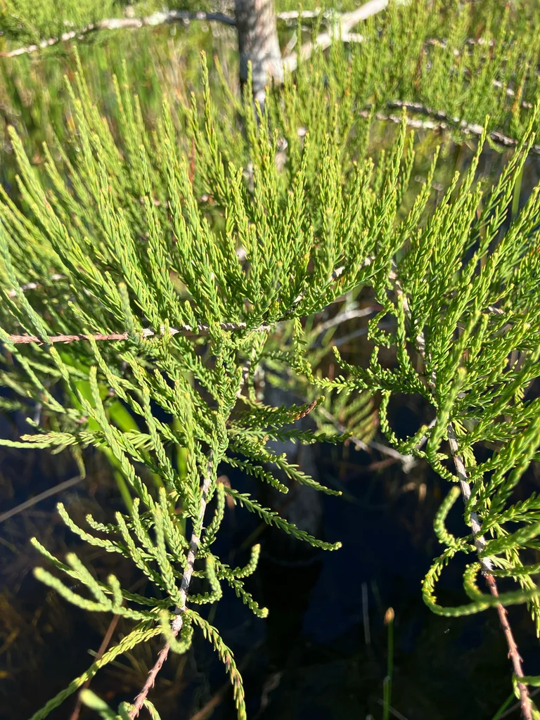 Taxodium Ascendens
