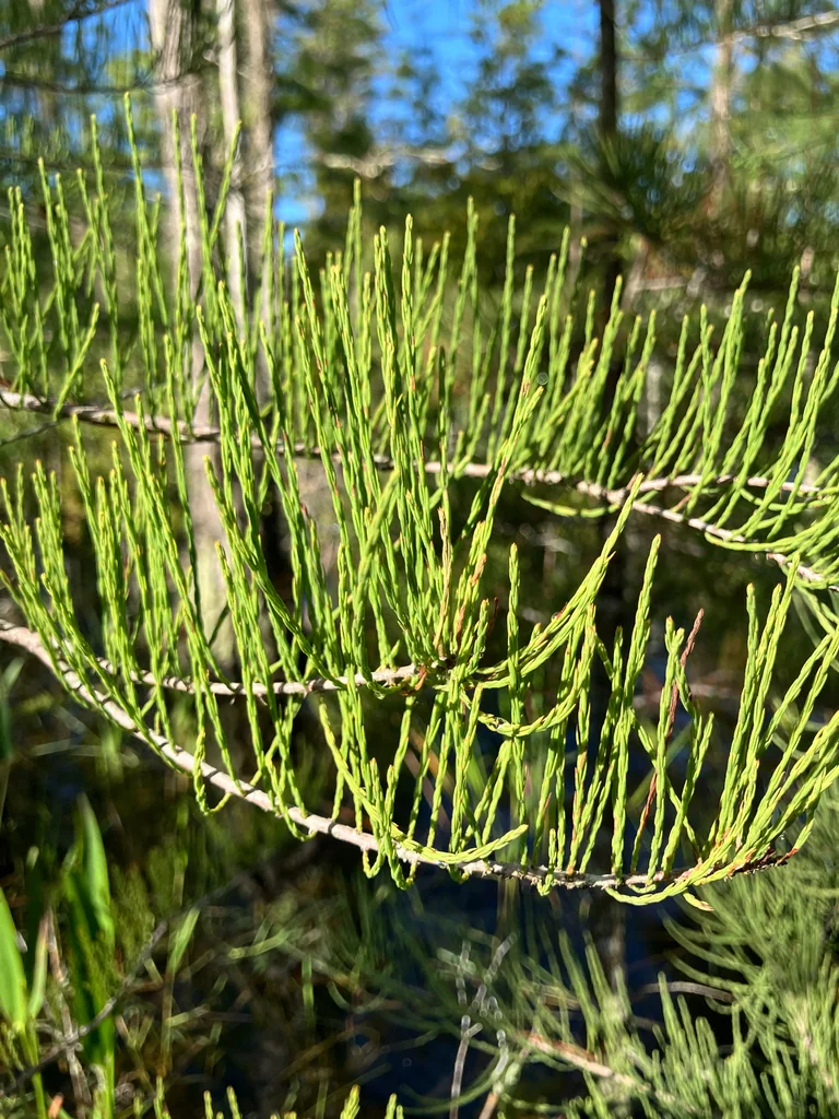 Taxodium Ascendens