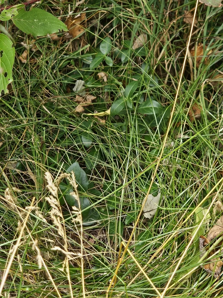 Vinca Minor